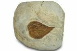 Fossil Leaf (Zizyphus) - Montana #305969-1